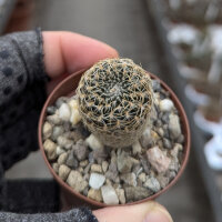 Sulcorebutia albissima WK 880