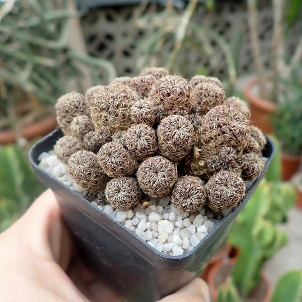 Sulcorebutia spec. HS 140