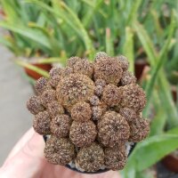Sulcorebutia spec. HS 140