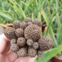 Sulcorebutia spec. HS 140