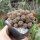 Sulcorebutia spec. HS 140