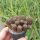 Sulcorebutia spec. HS 140