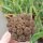Sulcorebutia spec. HS 140
