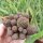 Sulcorebutia spec. HS 140