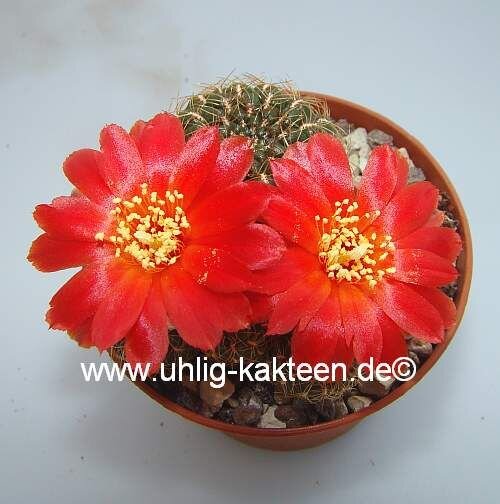 Sulcorebutia torotorensis HS 221