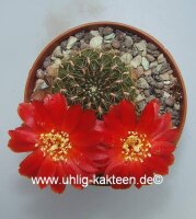 Sulcorebutia torotorensis HS 221
