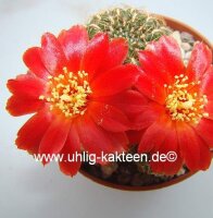 Sulcorebutia torotorensis HS 221