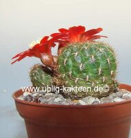 Sulcorebutia torotorensis HS 221