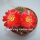 Sulcorebutia torotorensis HS 221