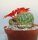 Sulcorebutia torotorensis HS 221