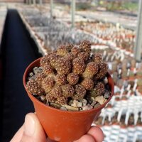 Sulcorebutia vasqueziana KK 1262