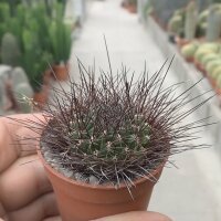Sulcorebutia spec. Tarata
