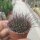 Sulcorebutia spec. Tarata