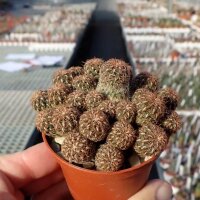 Sulcorebutia spec. Tiraque