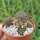 Sulcorebutia steinbachii