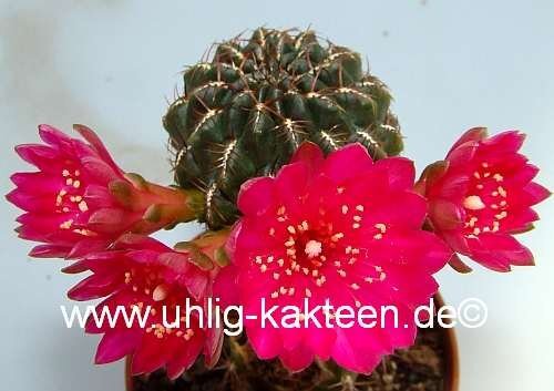 Sulcorebutia steinbachii Klon 1