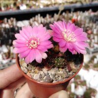 Sulcorebutia steinbachii MAP