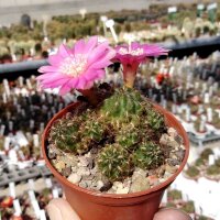 Sulcorebutia steinbachii MAP