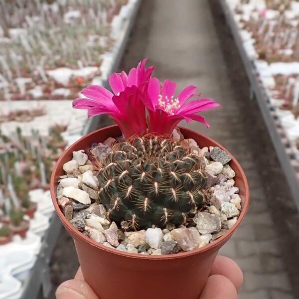 Sulcorebutia steinbachii fa. clizensis WR 611