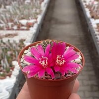 Sulcorebutia steinbachii fa. clizensis WR 611