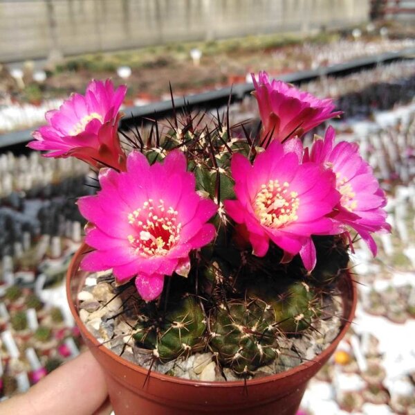 Sulcorebutia steinbachii v. horrida WR 259