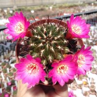 Sulcorebutia steinbachii v. horrida WR 259