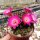 Sulcorebutia steinbachii v. horrida WR 259
