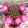 Sulcorebutia steinbachii v. horrida WR 259