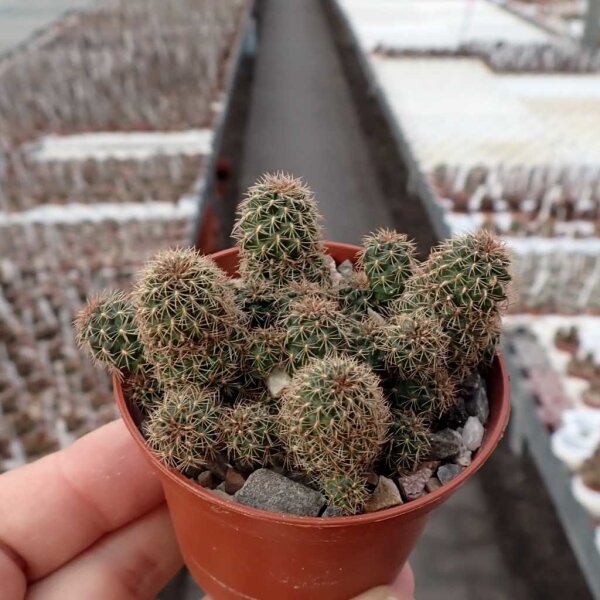 Sulcorebutia steinbachii v. kimnachii JD 150