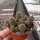 Sulcorebutia steinbachii v. kimnachii JD 150