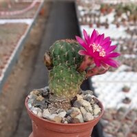 Sulcorebutia steinbachii v. steinbachii HS 180