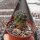 Sulcorebutia steinbachii v. steinbachii HS 180
