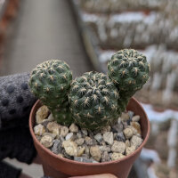 Sulcorebutia steinbachii v. steinbachii HS 209