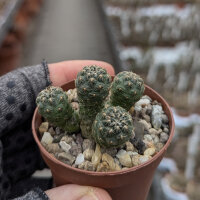Sulcorebutia steinbachii v. steinbachii HS 209