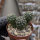 Sulcorebutia steinbachii v. steinbachii HS 209
