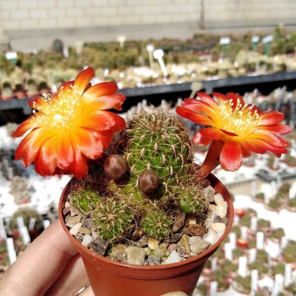 Sulcorebutia steinbachii v. tunariensis WK 223