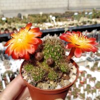 Sulcorebutia steinbachii v. tunariensis WK 223