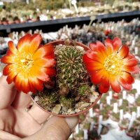 Sulcorebutia steinbachii v. tunariensis WK 223