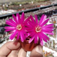 Sulcorebutia sucrensis KK 1154