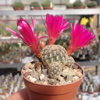 Sulcorebutia sucrensis KK 1154