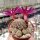 Sulcorebutia sucrensis KK 1154