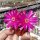 Sulcorebutia sucrensis KK 1154