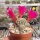 Sulcorebutia sucrensis KK 1154