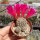 Sulcorebutia sucrensis KK 1154