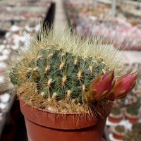 Sulcorebutia swobodae cv. aureispina WK 681