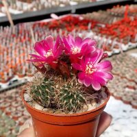 Sulcorebutia swobodae cv. aureispina WK 681