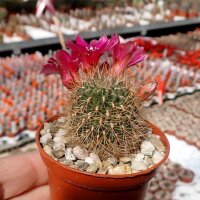 Sulcorebutia swobodae cv. aureispina WK 681