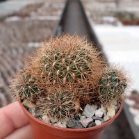 Sulcorebutia swobodae cv. aureispina WK 681