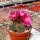 Sulcorebutia swobodae cv. aureispina WK 681