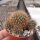 Sulcorebutia swobodae cv. aureispina WK 681
